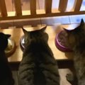 愛情あふれるDIY♡手作りのテーブルでごはんを食べる猫兄弟