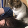 朝ごはんが食べたい猫→眠っている飼い主のもとにやってくると…『尊す…