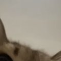 『床にカメラを設置』して猫を撮影してみた結果…想像以上に『可愛すぎる光…