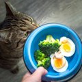 人の健康にいい食材は猫にも安全？OK・NGが分かれる5つの食品を解説