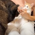 『やんちゃな子猫の爪切り』をしていたら、犬が…心温まる光景に癒やさ…