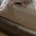 『絶対わざとだと思う』→ベッドの上を見ると、ネコが…笑ってしまう瞬間に…