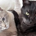 里親から送られてきた『猫の様子』を見たら、『２匹のしっぽ』が……『…