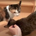 全力！猫ちゃんの可愛いお見送りとお出迎え♡