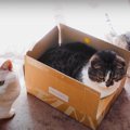 1つの箱を巡って猫さんたちのバトルが勃発！