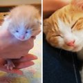 自宅の蔵で『子猫を保護』してから1年…"家族と過ごした日々"…