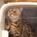 飼い主さんに開けてほしい？扉は開いているのになかなか出てこない猫…