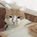 猫が飼い主を嫌いになることはあるのか？