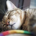 猫の安眠のためにできること３選