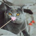 猫を飼った人99％が幸せと回答！調査結果について