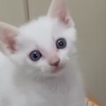 ごはんが食べたい子猫→ママの足元で…キュンとくる『可愛すぎるアピー…