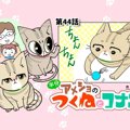 半分アメショのつくねとコナン【第44話】「ボールの行方は…」