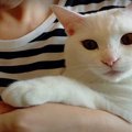 強力な助っ人現る！苦戦する猫ちゃんの爪切り