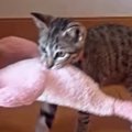 遊び終わった子猫→ぬいぐるみをくわえて向かった場所が…『驚きの行動…