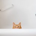 行方不明の愛猫が閉じ込められていたのは、リフォーム後の浴槽下だった！…