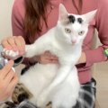 猫に『爪切りするよー』と言ったら…まさかの"はーい"と返事…