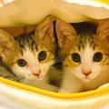 ペットハウスの中でくつろぐ『仲良しな2匹の子猫』→成長した結果…尊すぎる…