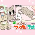 半分アメショのつくねとコナン【第89話】 「寝顔①」