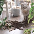 事故につながりかねない『猫の想定外の危険な行為』5選　飼い主さんができ…