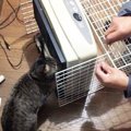 ストーブの前にガードを作って、猫を火傷や焦げから守ろう！100円ショ…