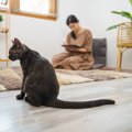 『甘え下手な猫』の心の鍵を開く方法4つ　上手に甘えてもらうには…