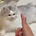 猫に指で『バーン』と撃つふりをした結果→ワンテンポ遅れて……まさかの『名…