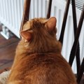 椅子の上にいた猫→『気持ちよく寝ているんだろうな』と思ったら…衝撃…