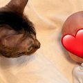 生まれたばかりの赤ちゃんが家にやってきたら…猫が見せた『可愛すぎる反応…