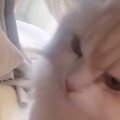 起きたらママがいないことに気がついた猫→次の瞬間…予想外の『鳴き声…
