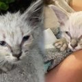 裏庭で鳴く小さな子猫を発見…障害を持った子猫が幸せをつかむ！