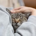 猫が『赤ちゃん返り』しているサインと、考えられる4つの原因　見られたら…