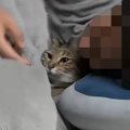 『自分のこと妻だと思ってる？』→パパのことが大好きすぎる猫…『想像を超…