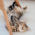 猫が『懐いている人』だけに見せる5つの行動　猫から愛され上手になる…