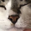 猫が飼い主に『ありがとう』を言っている時の仕草や行動５選