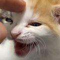 帰りが遅くなった飼い主に……家で待っていた子猫が見せた『可愛すぎる反応…