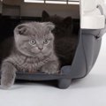 猫と一緒に避難訓練！用意しておくべき物と情報