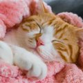 猫はどうして「ふわふわ」が好き？7つの理由