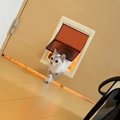 ペットドアの『使い方を知らない猫』→同居猫が通り抜ける瞬間を見た結果……