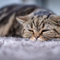 猫が『鉄分不足』になったら？3つの症状と対処法　上手に摂取するため…