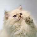 猫を夢中にさせる『知育トイ』のオススメ5選　得られるメリットから上…