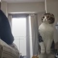 飼い主さんが寝たふりをしたときの猫さんの反応とは？