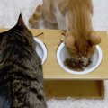 食いしん坊な猫ちゃんでもご飯より先に甘えたくなる時もある