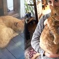 人間に心を開いた野良猫…愛される家猫になり幸せに！