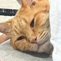 ふと横を向いたら、『猫の上』に……飼い主さんが思わず笑った『可愛す…