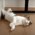 暑さでとろけそうな猫ちゃん…ヘソ天を極める！