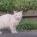 『雑草を食べていた猫』を見捨てられなくて…感動の結末に涙が止まらな…