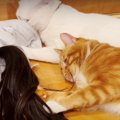 くすぐりでオン？！猫ちゃんの変わった睡眠スイッチ♪