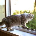 『脱走しがちな猫』の特徴5つ！今すぐ飼い主がすべき対策も