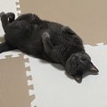 猫が床で『くねくね』する理由４つ