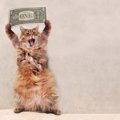 あなたの愛猫は？お金がかかる猫の特徴３つ